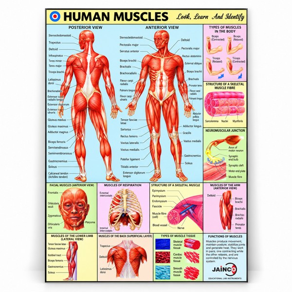 Human Muscles Chart